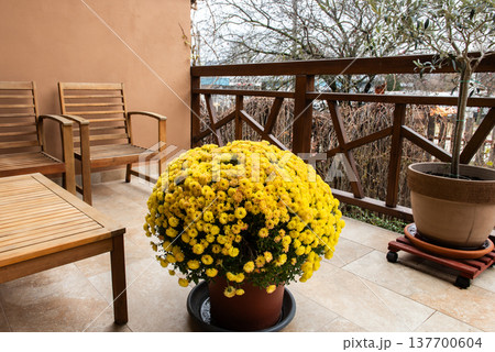 yellow chrysanthemum flower pot on balcony yellow chrysanthemum flower pot on balcony 137700604