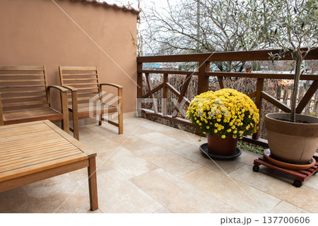 yellow chrysanthemum flower pot on balcony yellow chrysanthemum flower pot on balcony 137700606