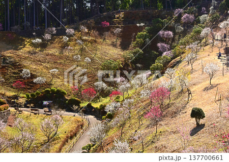 梅満開の錦絵 吉野梅郷 東京都 青梅市 梅満開の錦絵 吉野梅郷 東京都 青梅市 137700661