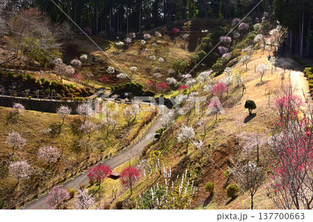 梅満開の錦絵 吉野梅郷 東京都 青梅市 梅満開の錦絵 吉野梅郷 東京都 青梅市 137700663