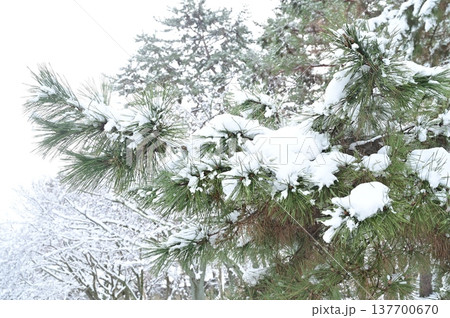 雪を纏った松の木 137700670