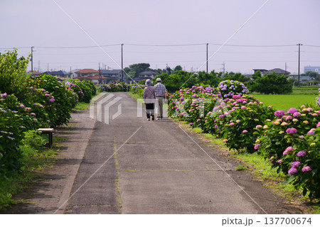 開成町の風景 137700674