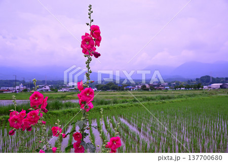 開成町の風景 137700680
