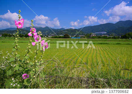 開成町の風景 開成町の風景 137700682