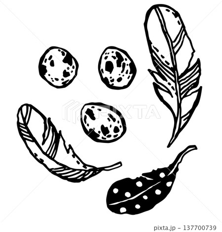 Bird feathers and bird eggs 137700739