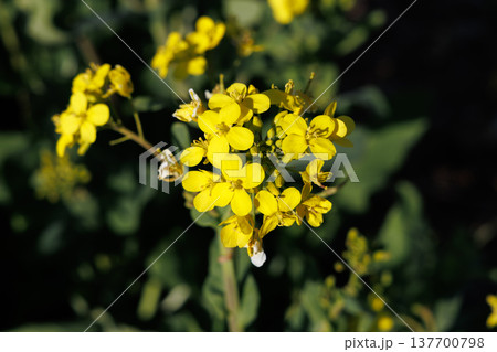 春の日差しに咲く、菜の花 137700798