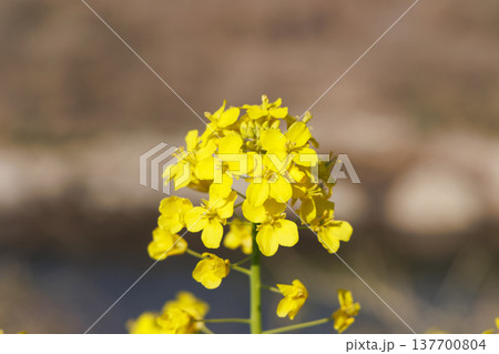 春の日差しに咲く、菜の花 137700804