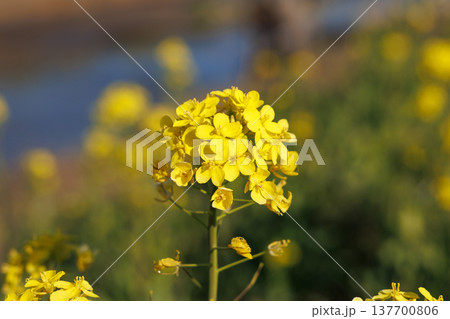 春の日差しに咲く、菜の花 137700806