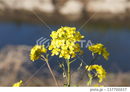 春の日差しに咲く、菜の花 137700837