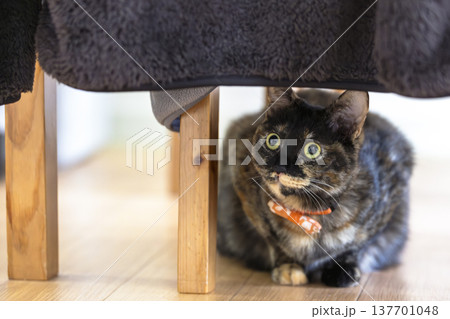 サビ猫 サビ猫 137701048