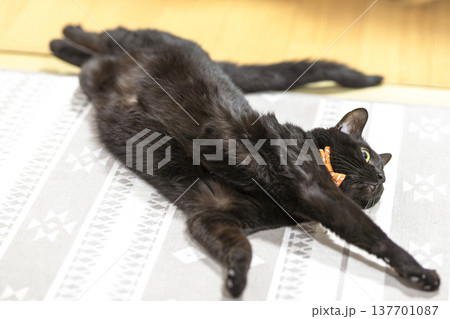 黒猫 黒猫 137701087