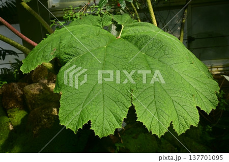 オニブキ（グンネラ科）大型耐寒性常緑多年草 137701095