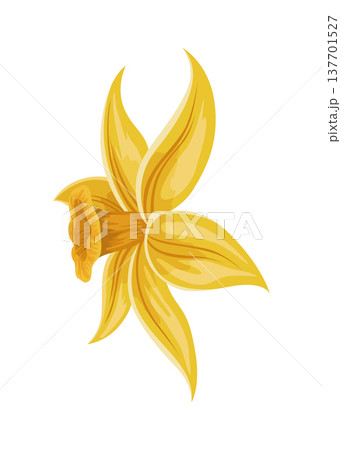Vanilla flower. Realistic vector isolated design element. Nature spice. Yellow blossom with drops Vanilla flower. Realistic vector isolated design element. Nature spice. Yellow blossom with drops 137701527