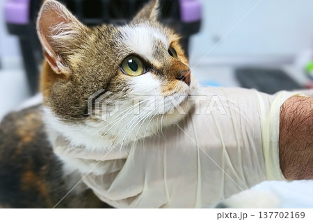 Cat at the veterinary clinic close up. Veterinarian examines a cat s eyes at the clinic. Cat at the veterinary clinic close up. Veterinarian examines a cat s eyes at the clinic. 137702169