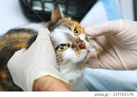Cat at the veterinary clinic close up. Veterinarian examines a cat s eyes at the clinic. Cat at the veterinary clinic close up. Veterinarian examines a cat s eyes at the clinic. 137702170