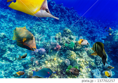 Underwater world in tropical ocean. Underwater world in tropical ocean. 137702257