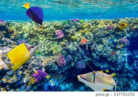 Underwater world in tropical ocean. 137702258
