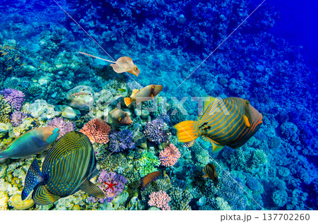 Underwater world in tropical ocean. Underwater world in tropical ocean. 137702260