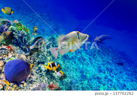Underwater world in tropical ocean. Underwater world in tropical ocean. 137702262