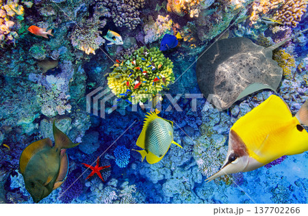 Underwater world in tropical ocean. 137702266
