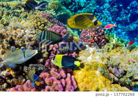 Underwater world in tropical ocean. Underwater world in tropical ocean. 137702268