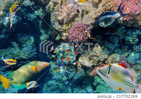 Underwater world in tropical ocean. 137702269