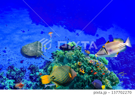 Underwater world in tropical ocean. Underwater world in tropical ocean. 137702270