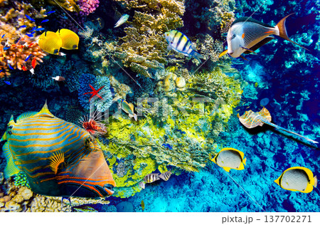 Underwater world in tropical ocean. Underwater world in tropical ocean. 137702271