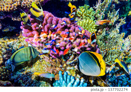 Underwater world in tropical ocean. Underwater world in tropical ocean. 137702274