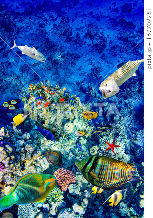 Underwater world in tropical ocean. 137702281