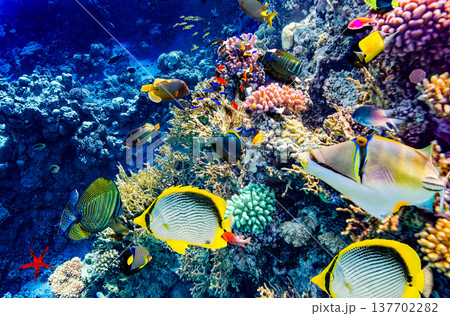 Underwater world in tropical ocean. 137702282