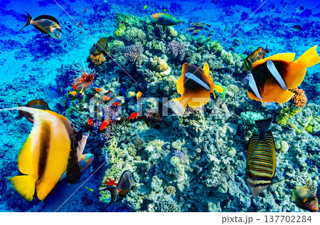Underwater world in tropical ocean. Underwater world in tropical ocean. 137702284