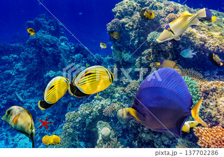 Underwater world in tropical ocean. 137702286