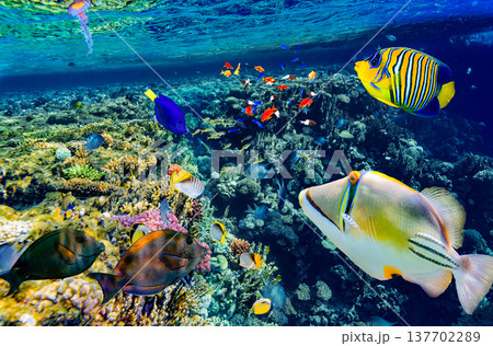Underwater world in tropical ocean. Underwater world in tropical ocean. 137702289