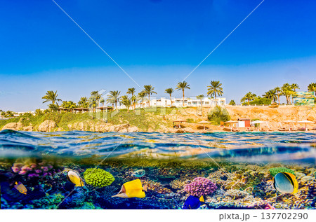 Underwater world in tropical ocean. 137702290
