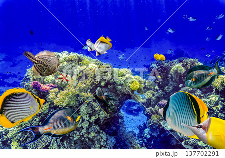 Underwater world in tropical ocean. Underwater world in tropical ocean. 137702291