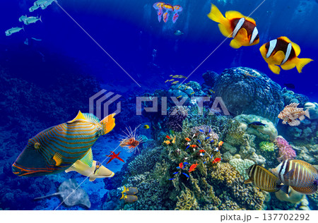 Underwater world in tropical ocean. Underwater world in tropical ocean. 137702292
