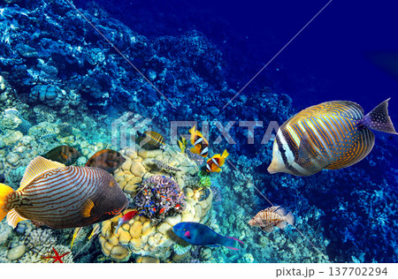 Underwater world in tropical ocean. 137702294