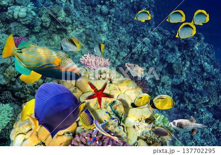Underwater world in tropical ocean. Underwater world in tropical ocean. 137702295