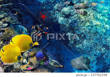 Underwater world in tropical ocean. 137702298