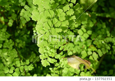 アジアンタム（ホウライシダ科）シダ植物 137702351