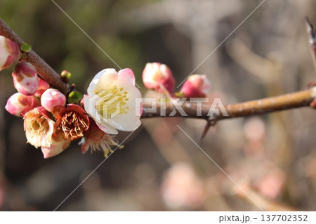 白い梅の花 白い梅の花 137702352