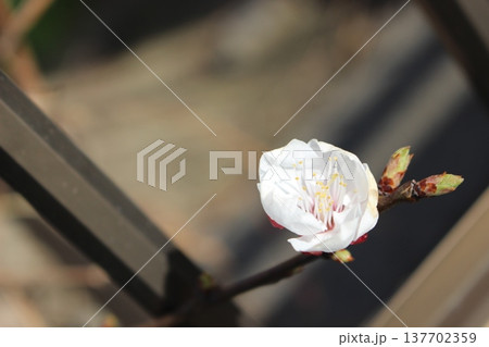 白い梅の花 白い梅の花 137702359