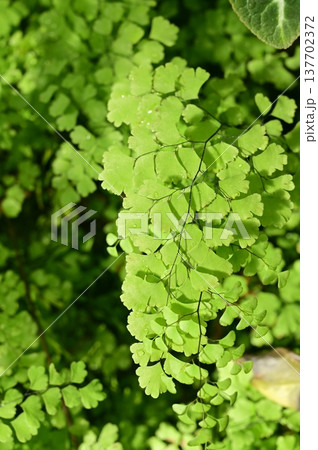 アジアンタム(ホウライシダ科)シダ植物 アジアンタム(ホウライシダ科)シダ植物 137702372