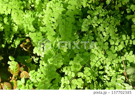 アジアンタム(ホウライシダ科)シダ植物 アジアンタム(ホウライシダ科)シダ植物 137702385