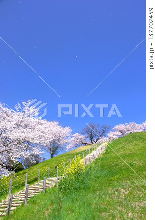 行田市の桜 137702459