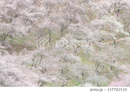春先の梅園に咲いた梅 春先の梅園に咲いた梅 137702519