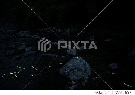 三重県　ホタルの舞う風景・夏イメージ 137702657