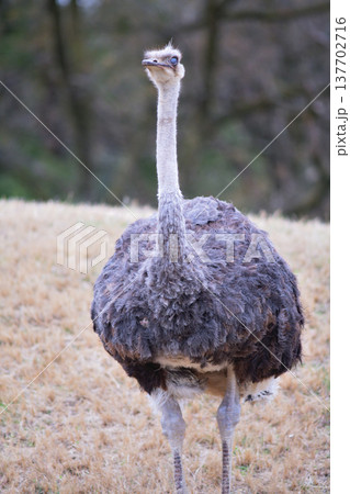 目を閉じたダチョウは目の乾燥を防いでいるのか 137702716