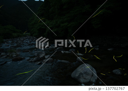 三重県　ホタルの舞う風景・夏イメージ 137702767